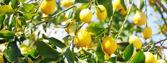 Garden Vicenza Verde
